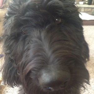 Meet your Posher, Riley